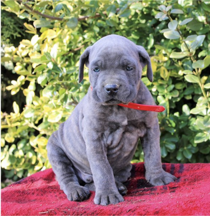 comprar cachorros sanos, baratos y asequibles para la venta